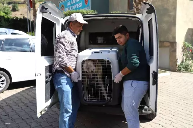 Yaralı çoban köpeği, tedavisinin ardından sahiplendirildi