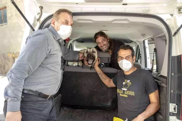 Yaralı çoban köpeği, tedavisinin ardından sahiplendirildi