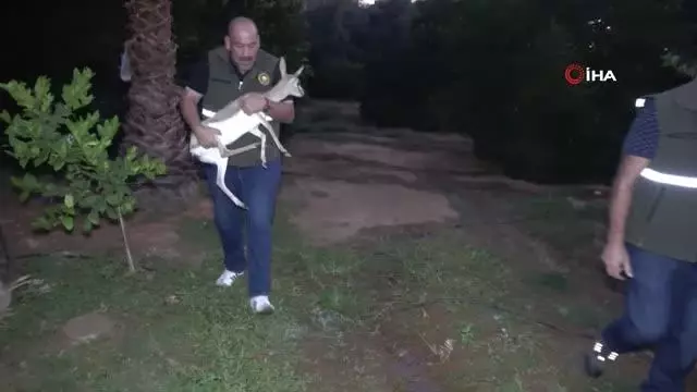 Yasadışı yolla Mersin'e getirilen ceylan Şanlıurfa'da doğal yaşam alanına salındı