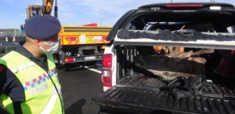 Avcılar kaza yaptı, bagajdan avlanması yasak kızıl geyik çıktı