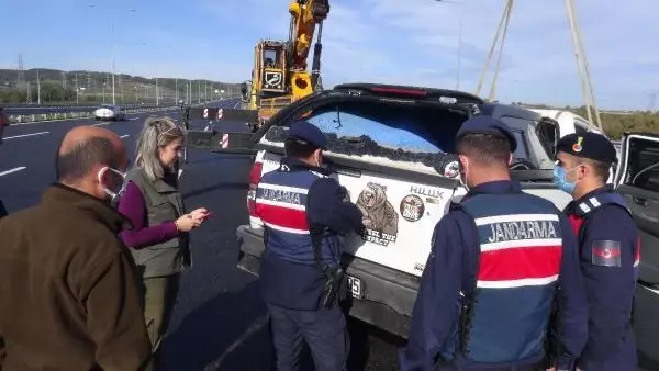 Avcılar kaza yaptı, bagajdan avlanması yasak kızıl geyik çıktı