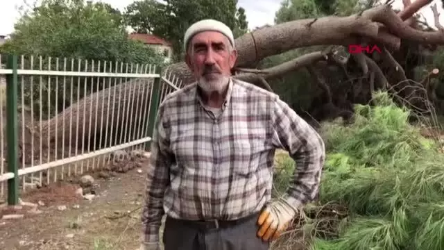 BİRİKEN YAĞMUR SULARINA DAYANAMAYAN 30 YILLIK AĞAÇ DEVRİLDİ