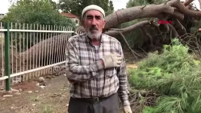 BİRİKEN YAĞMUR SULARINA DAYANAMAYAN 30 YILLIK AĞAÇ DEVRİLDİ