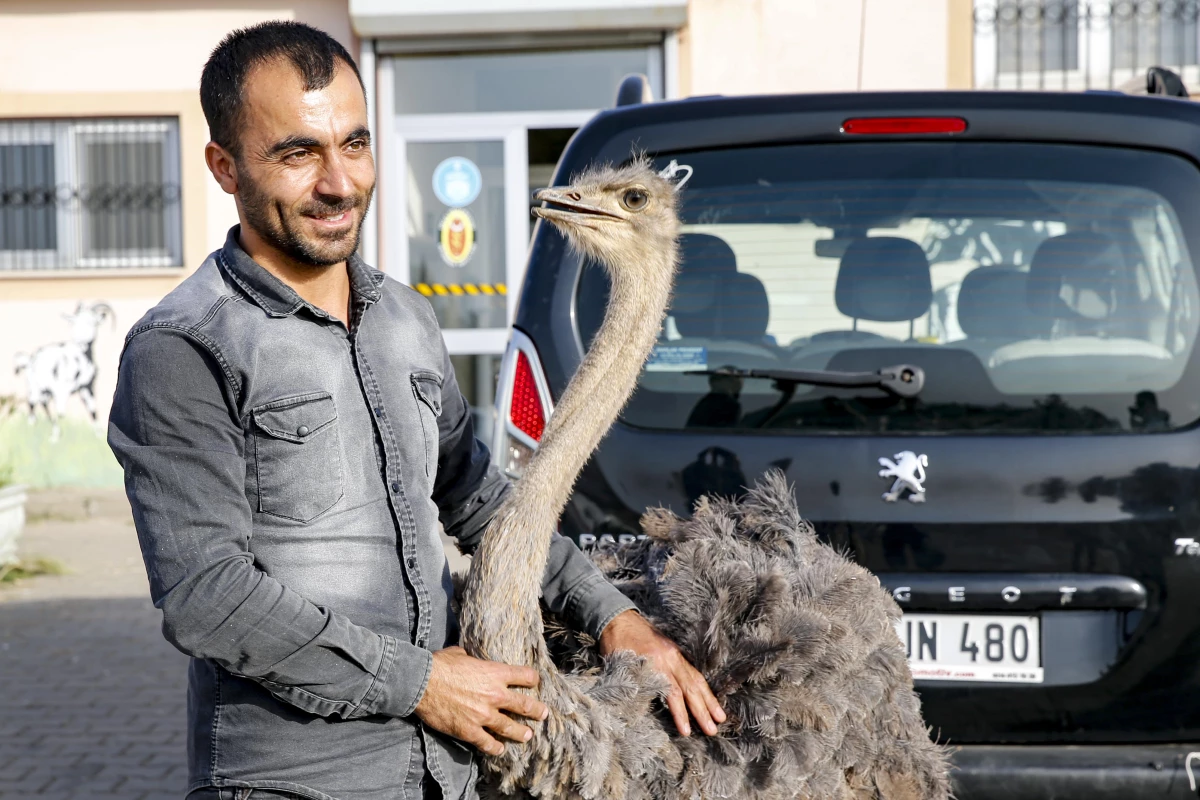 Diyarbakır'da deve kuşunun karnından ameliyatla 40 parça cisim çıkarıldı