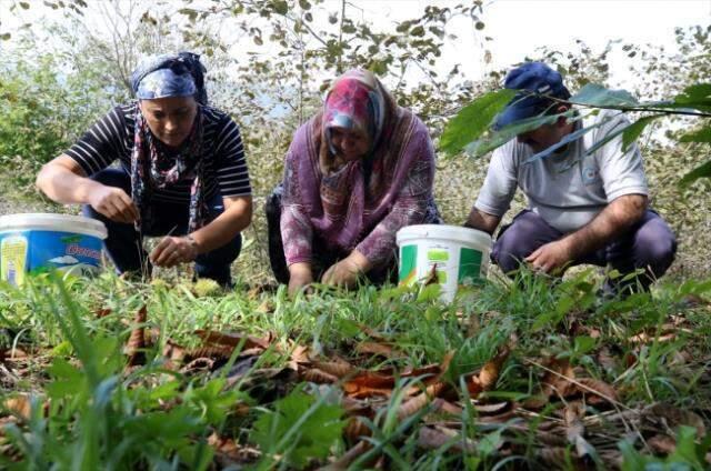 Köylüler, toptancıları suçlayıp duruma isyan etti: Bizden 5 TL'ye alınan kestane büyükşehirde 40 TL