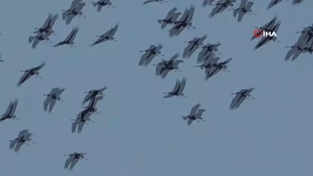 Son dakika gündem: Hatay'da göç eden turnalar görsel şölen oluşturdu