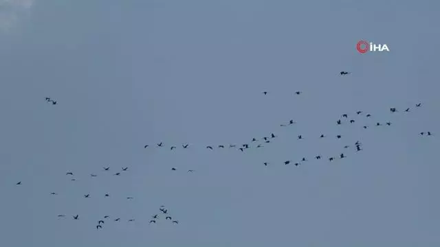 Son dakika gündem: Hatay'da göç eden turnalar görsel şölen oluşturdu