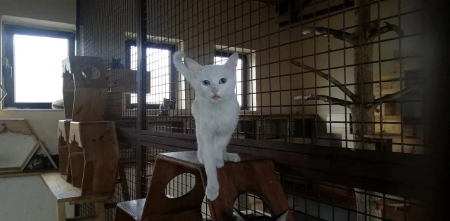 Hayvan Bakımevi ve Rehabilitasyon Merkezi sokak hayvanlarına ev sahipliği yapıyor