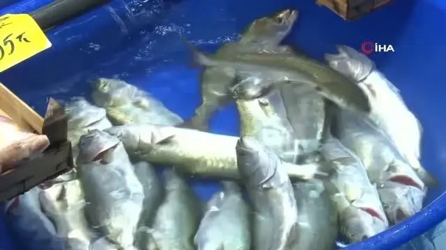 Tezgahta bolluğu ile dikkat çeken lüfere ilgi azalmıyor