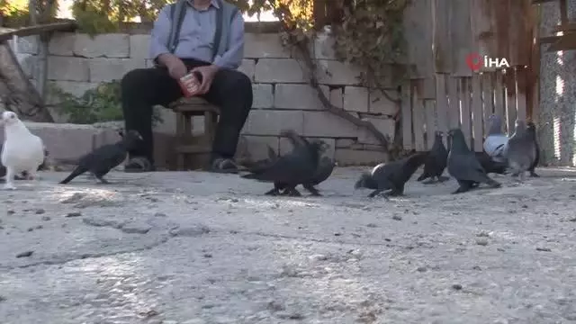 Evladım dediği güvercinlerine 50 yıldır bakıyor