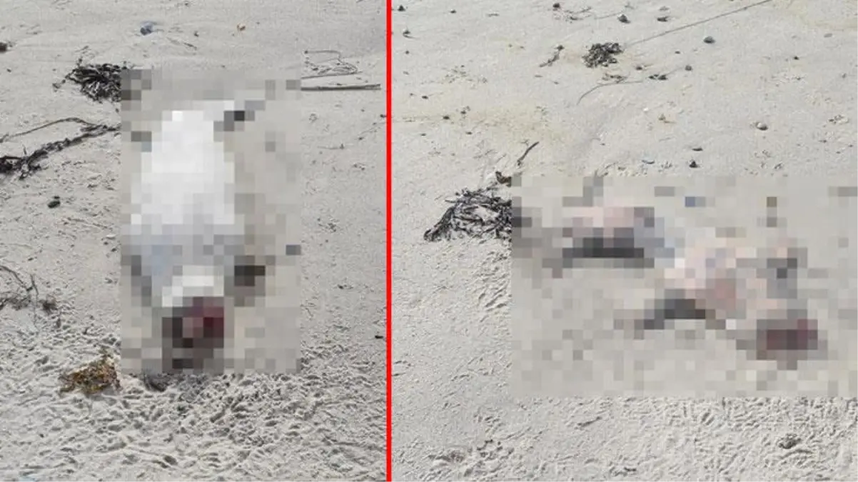 Deniz kenarında korkunç tablo! Onlarca kafası kesilmiş fok yavrusu bulundu