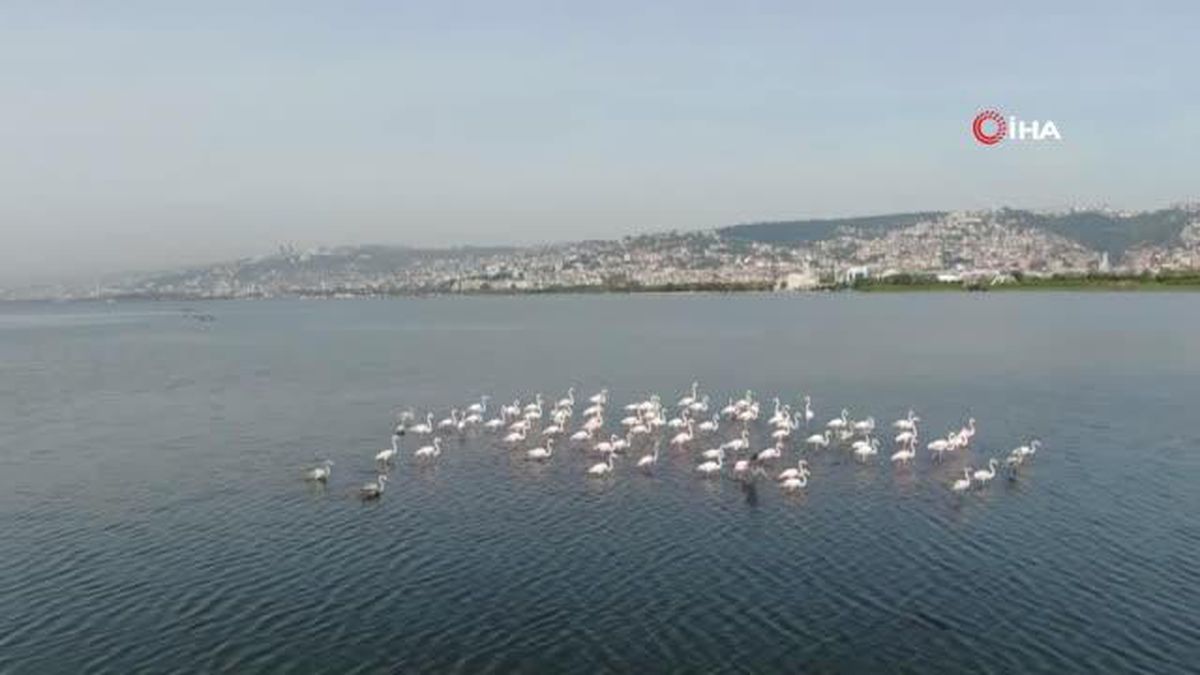 flamingolar izmit korfezi nde gorsel solen 14466792 amp