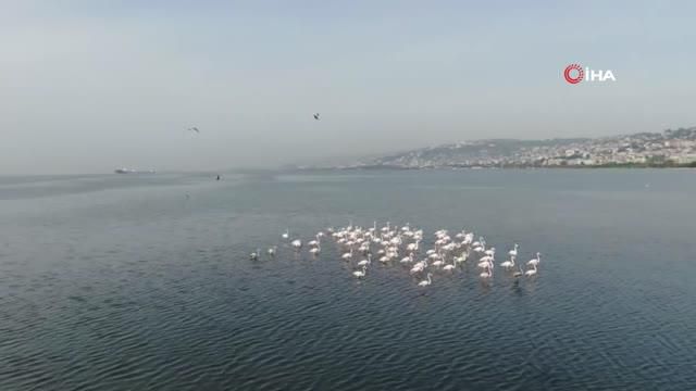 flamingolar izmit korfezi nde gorsel solen 2 14466792 o