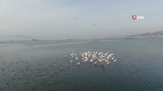 flamingolar izmit korfezi nde gorsel solen 3 14466792 o