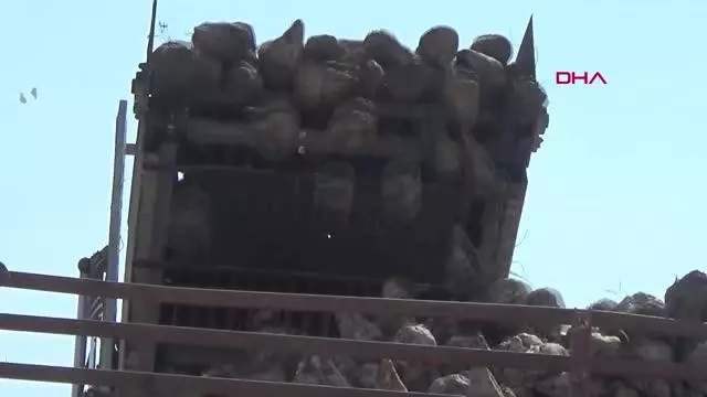GAZİANTEP'TE ŞEKER PANCARINDA 110 BİN TON REKOLTE BEKLENTİSİ