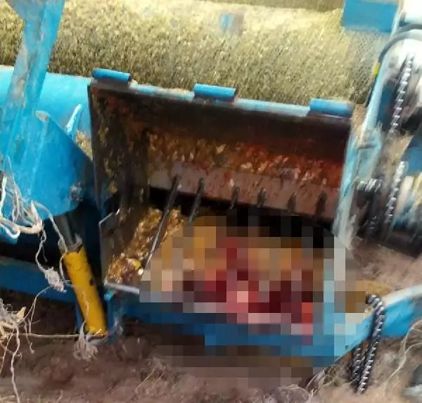 Kabak hasat makinesine sıkışan kadın ağır yaralandı