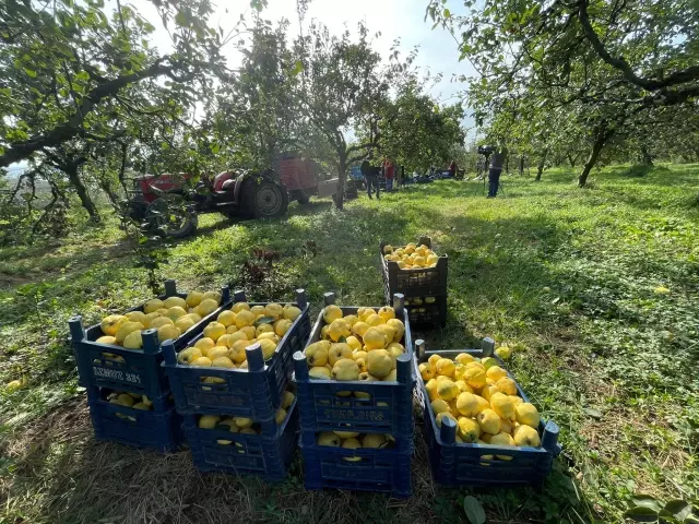 Tescilli Eşme Ayva Cezeryesi damakları tatlandırıyor