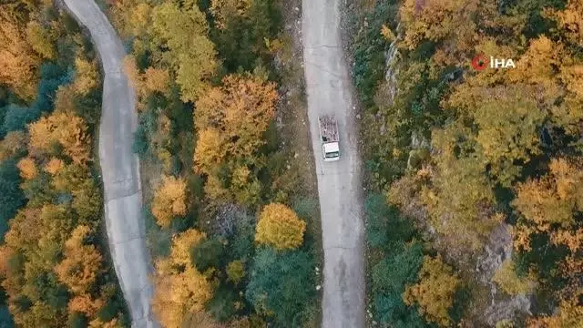 Örümcek Ormanlarında renk cümbüşü