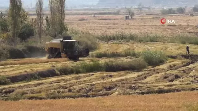 Osmancık'ta çeltik hasadı başladı