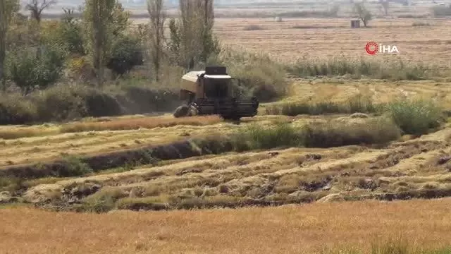 Osmancık'ta çeltik hasadı başladı