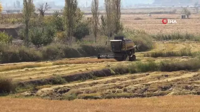 Osmancık'ta çeltik hasadı başladı