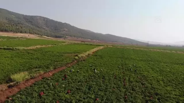ŞANLIURFA - Türkiye'nin pul biber ihracatı 9 ayda yüzde 28 arttı