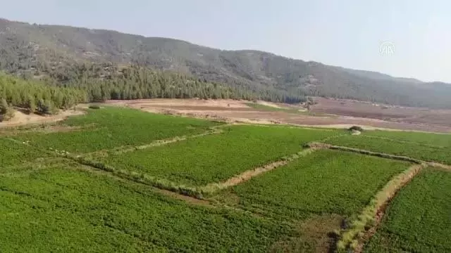ŞANLIURFA - Türkiye'nin pul biber ihracatı 9 ayda yüzde 28 arttı