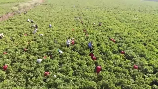 ŞANLIURFA - Türkiye'nin pul biber ihracatı 9 ayda yüzde 28 arttı