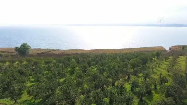 Tescilli Eşme Ayva Cezeryesi damakları tatlandırıyor