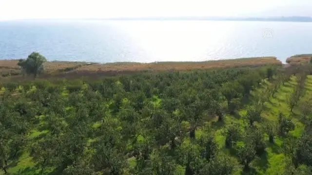 Tescilli Eşme Ayva Cezeryesi damakları tatlandırıyor
