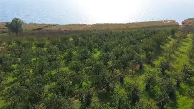 Tescilli Eşme Ayva Cezeryesi damakları tatlandırıyor