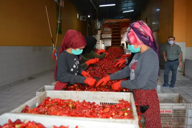 ŞANLIURFA - Türkiye'nin pul biber ihracatı 9 ayda yüzde 28 arttı