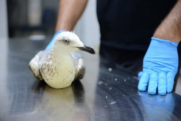 Yaralı kuşlar önce sağlıklarına sonra özgürlüklerine kavuştu