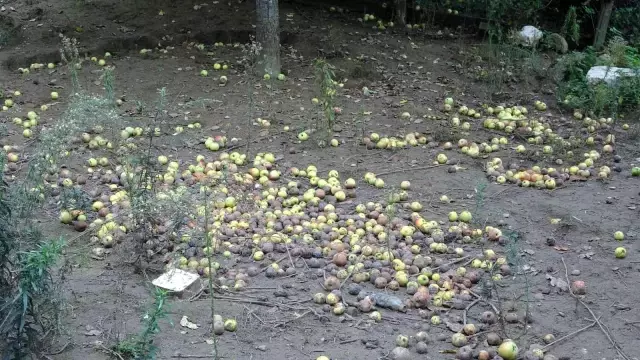 Görenler içi acıyor! Pahalılığın hat safhada olduğu şu dönemde tonlraca meyve çürümeye terk ediliyor