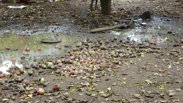 Görenler içi acıyor! Pahalılığın hat safhada olduğu şu dönemde tonlraca meyve çürümeye terk ediliyor