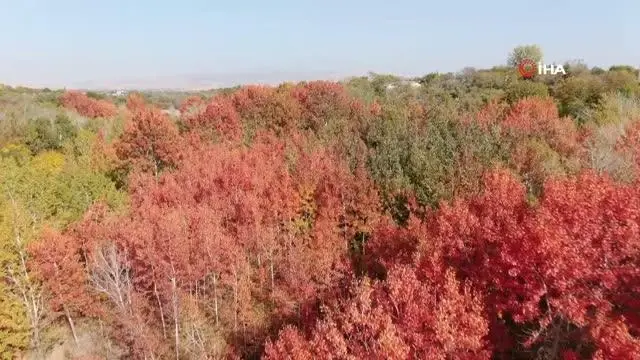 Elazığ'da sonbaharda rengarenk olan ağaçlar havadan görüntülendi