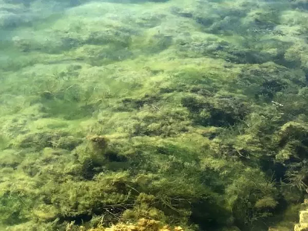 GÖLLERDE 'ÇÜRÜME' FELAKETİ