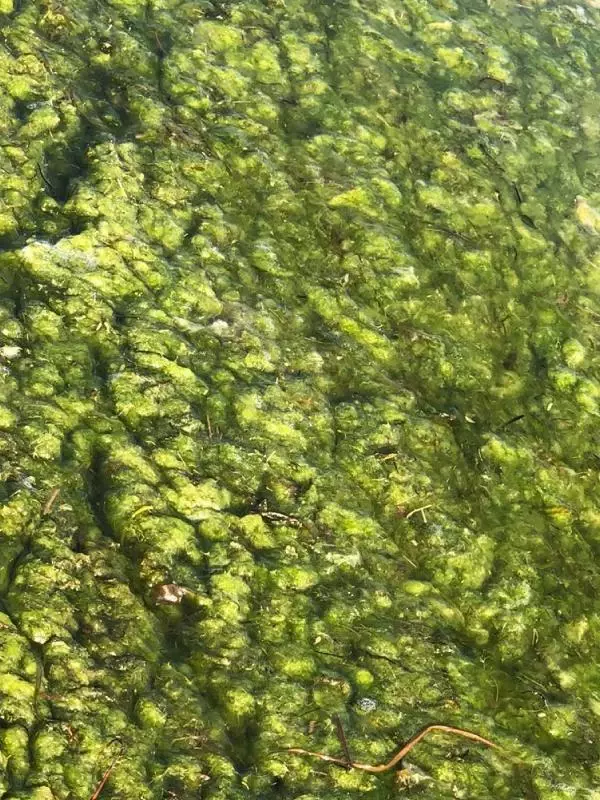 GÖLLERDE 'ÇÜRÜME' FELAKETİ