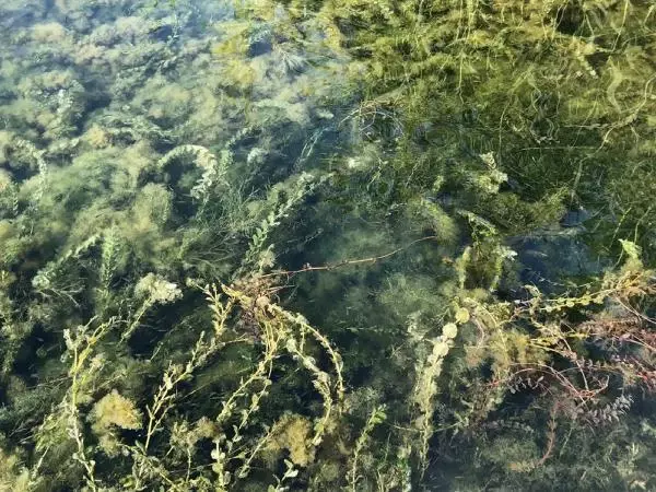GÖLLERDE 'ÇÜRÜME' FELAKETİ