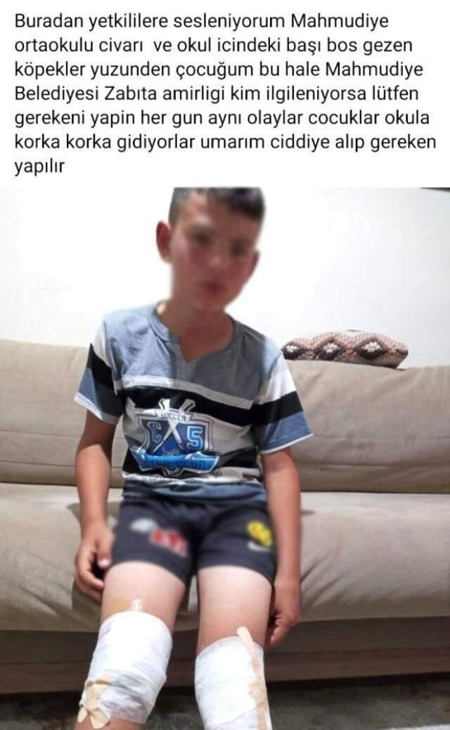 Yüzbinlerce liralık değerli atlar tehlike altında