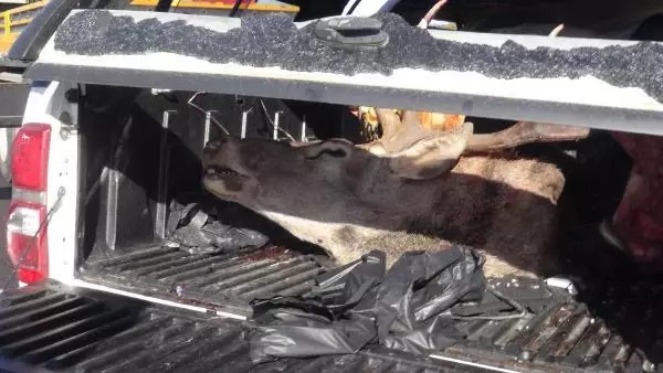 kaza yaptiklari araclarindan geyik cikan 2 av 2 14468585 o