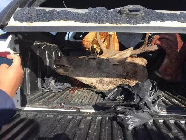 kaza yaptiklari araclarindan geyik cikan 2 av 3 14468585 o