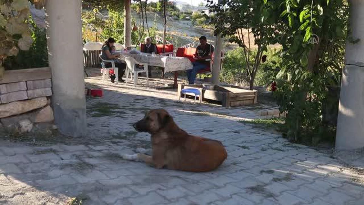 Minik Sude yaralı bulduğu köpek ile 7 yavrusuna özenle bakıyor