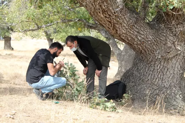 400 yıllık meşe ağaçları tespit edildi