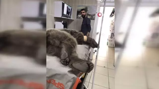 Otomobil çarpması sonucu yaralanan ayı tedavi altına alındı