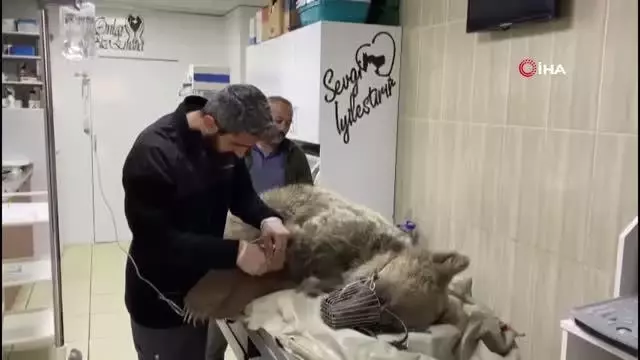 Otomobil çarpması sonucu yaralanan ayı tedavi altına alındı