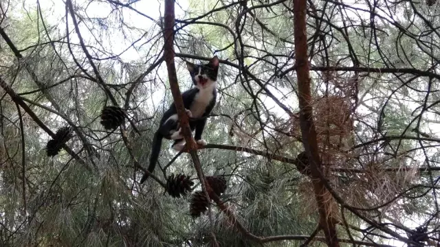 Son dakika haberi... Yatak çarşafıyla kedi kurtarma operasyonu