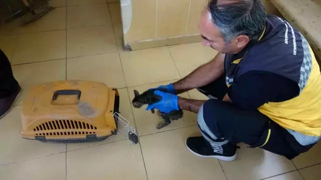 Son dakika haberi... Yatak çarşafıyla kedi kurtarma operasyonu