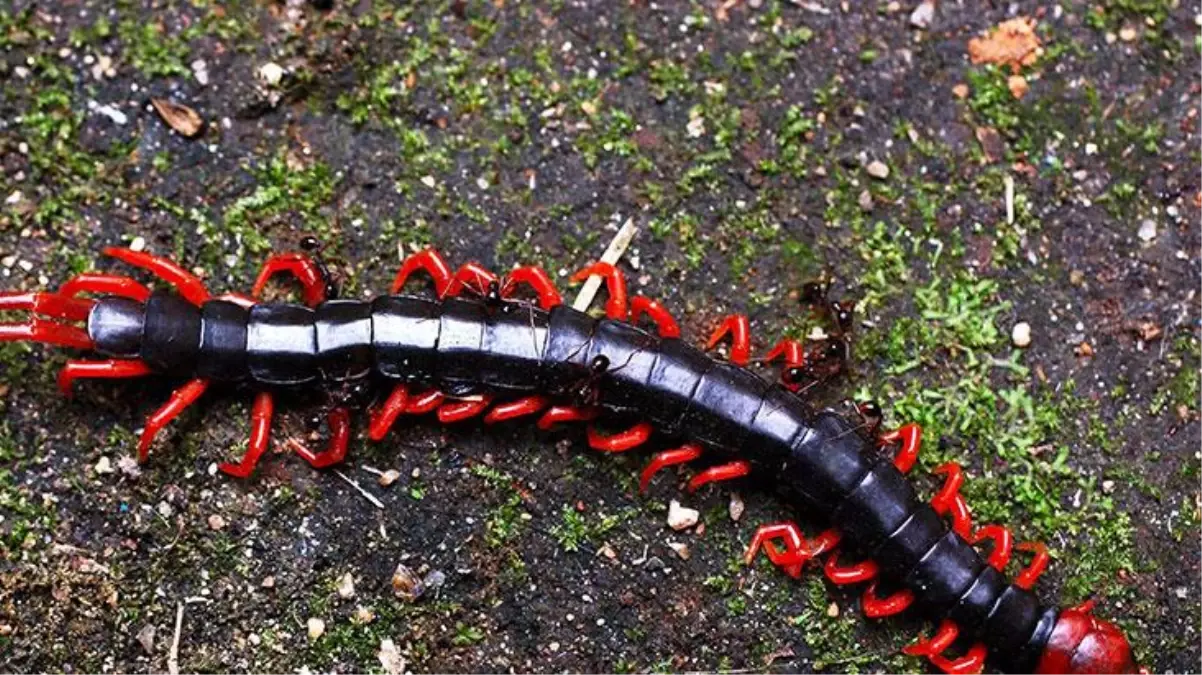 Kırkayak tarafından testislerinden ısırılan adam, mosmor şekilde hastaneye kaldırıldı