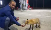 Milli futbolcu Hakan Çalhanoğlu'nun babası tatil için geldiği memleketinde tilkiyi eliyle besledi